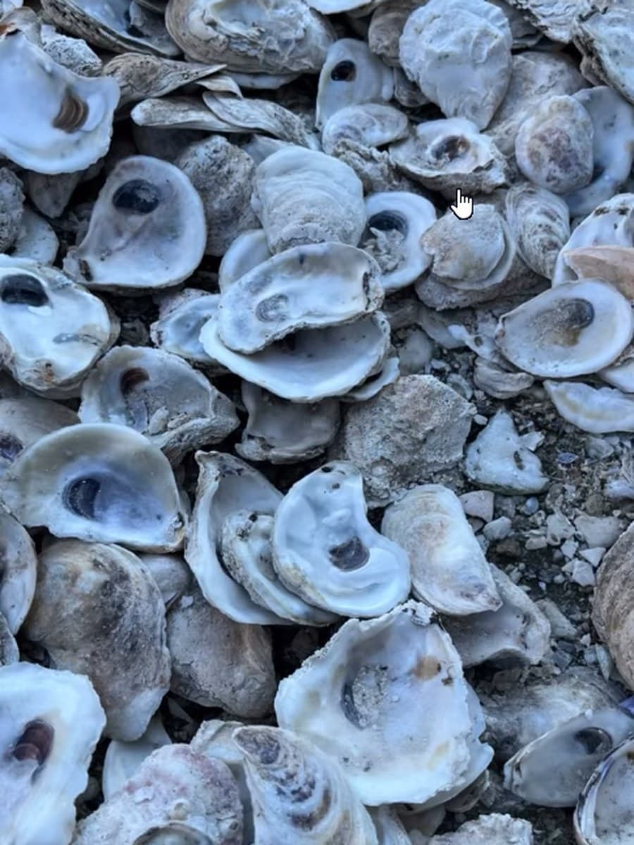 A pile of oyster shells at Shem Creek