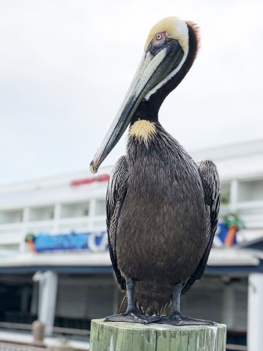 A pelican perched on a piling at Shem Creek